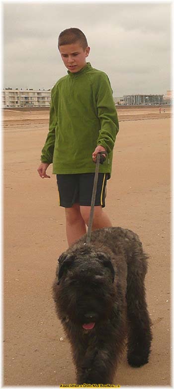 Bouvier des Flandres Association &Ocirc; Dis Moi BouBou